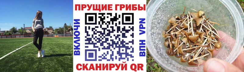 Псилоцибиновые грибы Psilocybine cubensis  купить наркоту  Звенигород 